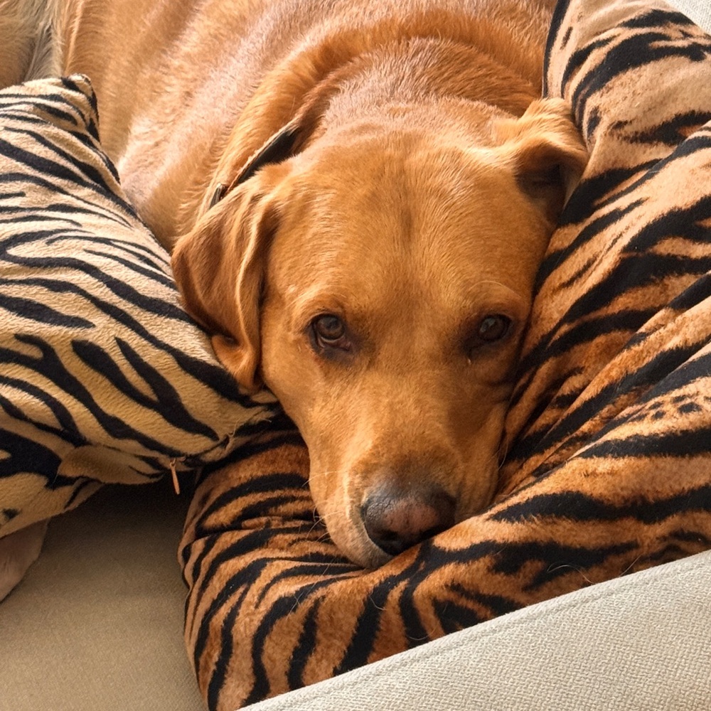 Yves Saint Laurent Tiger Print Pillow